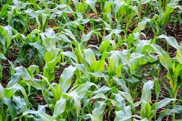 Green corn field