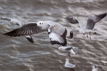 Beautiful bird, Brown headed Gull ,Seagull on flying profile. Bangpu Samuthprakharn,Thailand