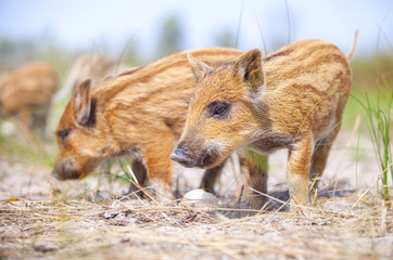Wild piglets eating some food from ground 