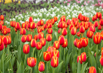 Tulip flower fields