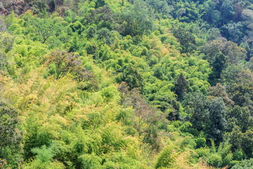 Fototapeta premium Mixed forest in northern of Thailand.