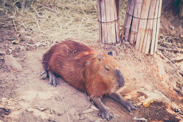 A Capybara sleeping on bare ground.