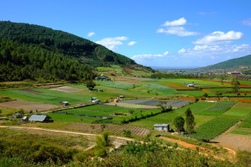 Fototapeta na wymiar agriculture area, Dalat, Vietnam, field, vegetable farm