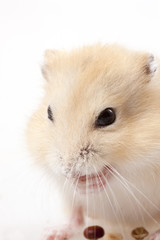 Cute hamster eating nuts, studio shot