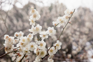 梅の花
