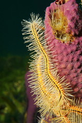 Sponge brittle star tentacle close up