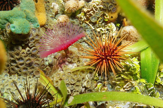 Sea life on the seabed urchin with worm