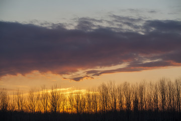 Fototapeta na wymiar Sunset and treetops