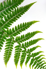  Leaf fern isolated on white background