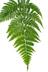 Leaf fern isolated on white background