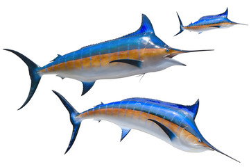 School of colorful marlin isolated on a white background in various swimming positions