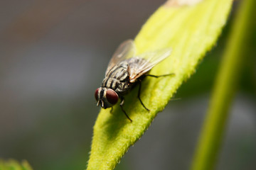 fly and incect