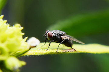 fly and incect © maewshooter