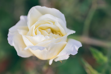 White flower in the garden