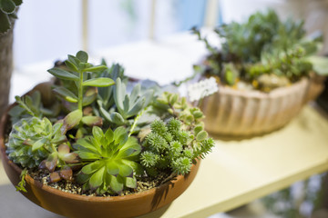 Succulent plants