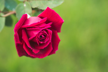 Pink or red rose flower in the garden