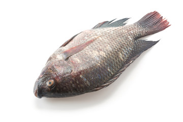 Fototapeta premium Black Tilapia or Tilapia