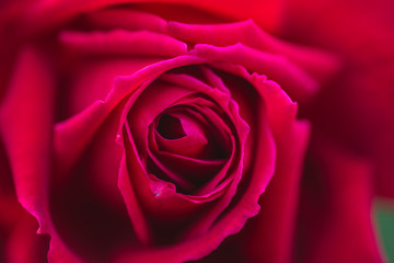 Pink or red rose flower in the garden