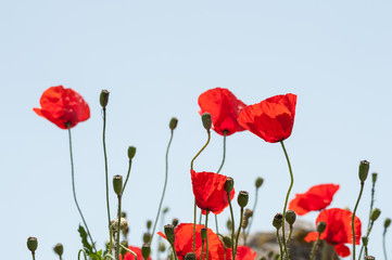 Fototapeta premium Dzikie czerwone kwiaty maku