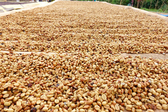 Coffee beans dried in the sun, Coffee beans raked out for drying prior to roasting