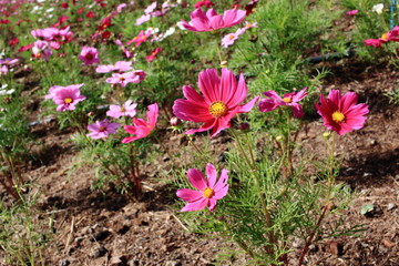 Blooming Pink Cosmos Flower