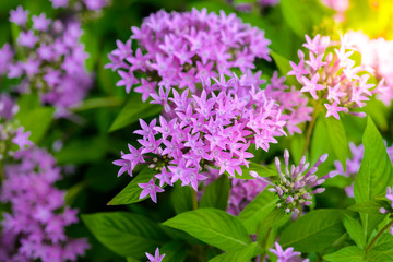 Egyptian starcluster; Starflower