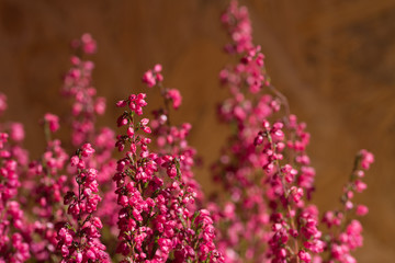 Pink heather flowers in wooden background
