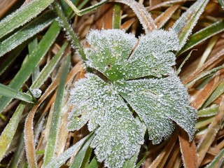 Hoarfrost on plant