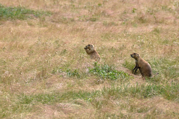 Prairie dogs, Devils Tower National Monument, Wyoming, USA