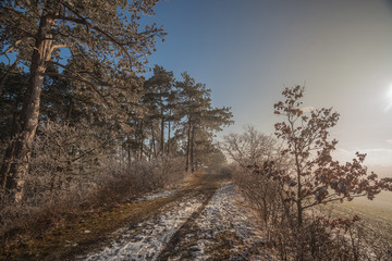 Winterliche Landschaft