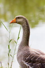 Geese