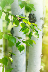 Fototapeta premium Młode brzozy z białymi pniami i świeżymi zielonymi liśćmi
