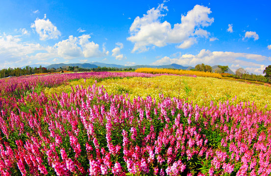 Colorful flower field over blue sky.