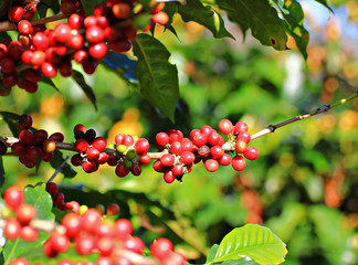 Obraz premium Coffee beans on tree.