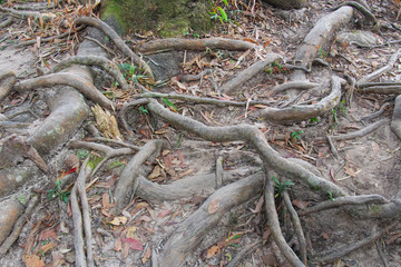 Roots at Khao Yai National Park in Thailand.