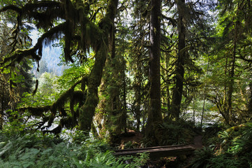 Olympic National Park, Washington, USA