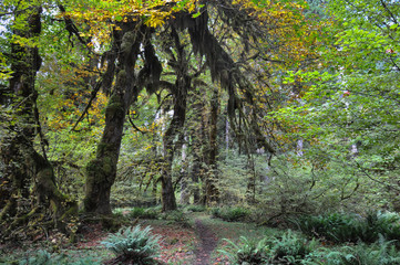 Glowing tree in Olympic National Park, USA