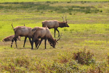 Elks in nature, Oregon, USA