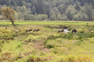 Elks in nature, Oregon, USA
