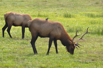 Naklejka na ściany i meble Elks in nature, Oregon, USA