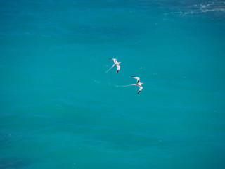 two white-tailed tropicbirds (Phaethon lepturus) flying in Bermuda