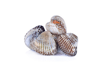 fresh cockles seafood on white background