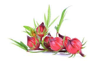 Fresh roselle on white background