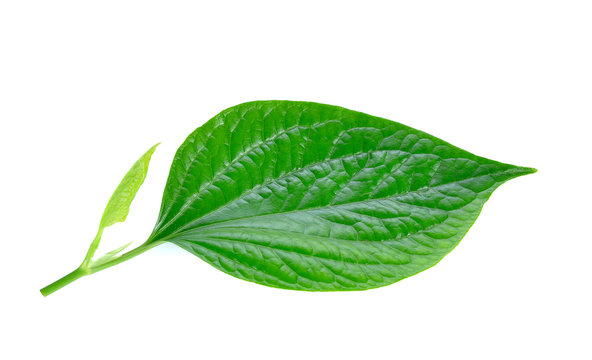 wild betel, la lot, piper lolot, lolot pepper, piper sarmentosum