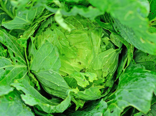 Fototapeta na wymiar Fresh savoy head cabbage (Brassica oleracea) with drops of rain