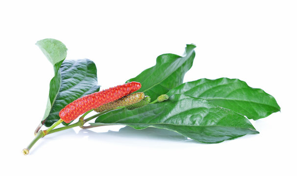 Long pepper isolated on the white background