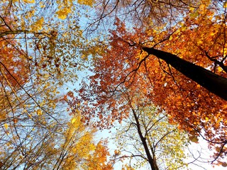 Deciduous forest in fall