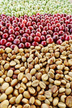 Coffe beans and fresh berries beans backgourng