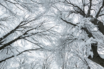 Looking up at frozen trees