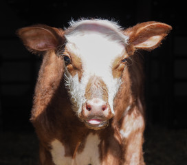 Fototapeta premium funny looking calf in Alberta, Canada